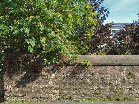 Fotos Burgmauer mit Busch