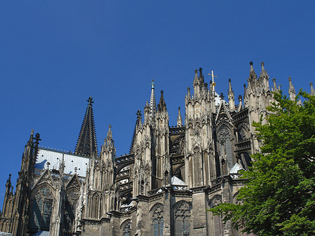 Foto Kölner Dom mit Baum - Köln
