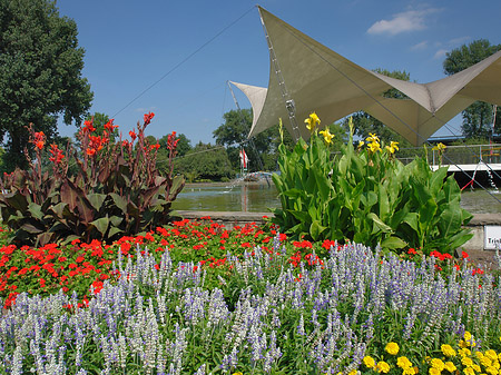 Tanzbrunnen im Rheinpark